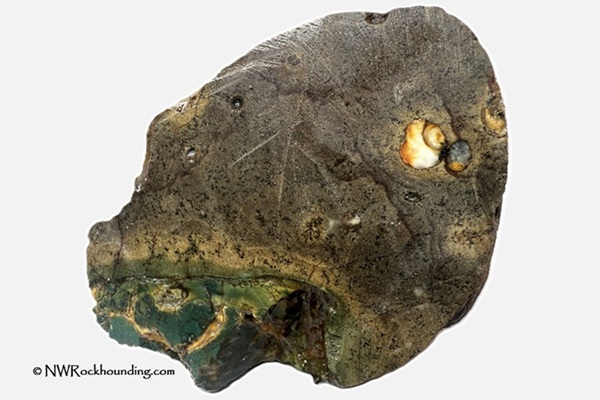 Green Jasper and Shell in Volcanic Rock, Tunnel Beach