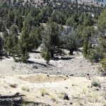 Bear Creek Rockhounding Oregon Petrified Wood
