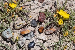 Flook Lake Oregon Rockhounding Hart Mountain National Antelope Refuge