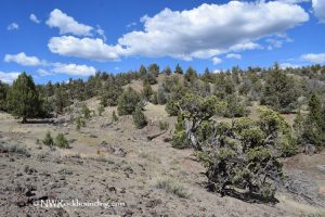 Oregon Fischer Canyon Rockhounding