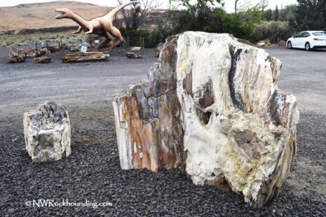 Ginkgo Petrified Forest State Park: A Must-Visit Fossil Forest