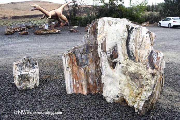 Ginkgo Petrified Forest State Park: A Must-Visit Fossil Forest