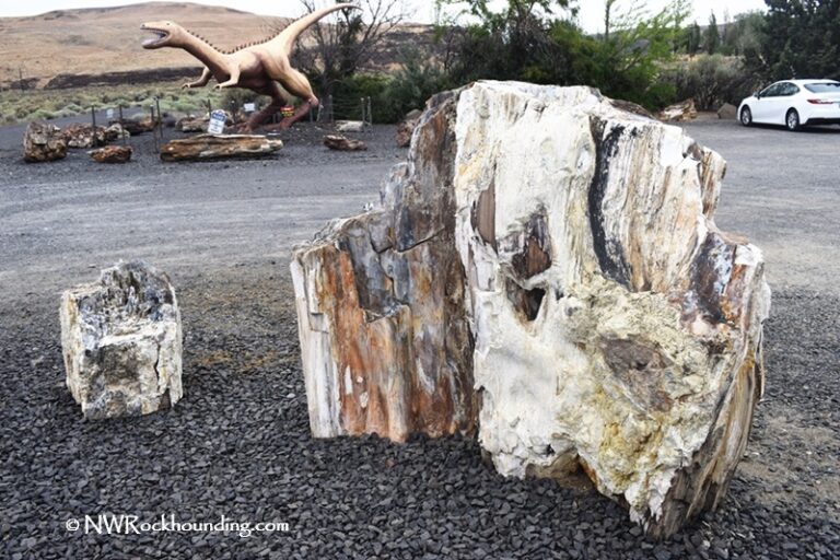 Ginkgo Petrified Forest State Park: A Must-Visit Fossil Forest