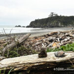 Mill Beach Rockhounding, Oregon Coast: Jaspers with Table Rock in background