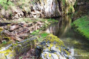 The Petrified Forest Calistoga, CA, California: A gravel path winding through a forested area, with a person walking away from the camera and petrified logs visible along the trail.