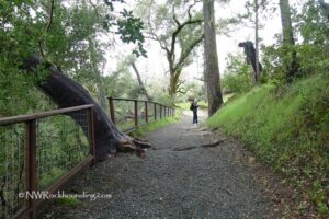 The Petrified Forest Calistoga, CA, California: A gravel path winding through a forested area, with a person walking away from the camera and petrified logs visible along the trail.