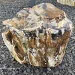 Ginkgo Petrified Forest State Park: A Must-Visit Fossil Forest: Several petrified logs are displayed on a gravel surface, with a scenic view of a river and distant hills under a clear blue sky, showcasing the natural beauty and geological significance of the area.