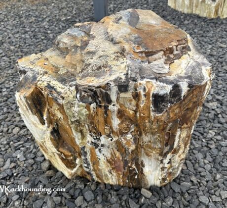 Ginkgo Petrified Forest State Park: A Must-Visit Fossil Forest: Several petrified logs are displayed on a gravel surface, with a scenic view of a river and distant hills under a clear blue sky, showcasing the natural beauty and geological significance of the area.