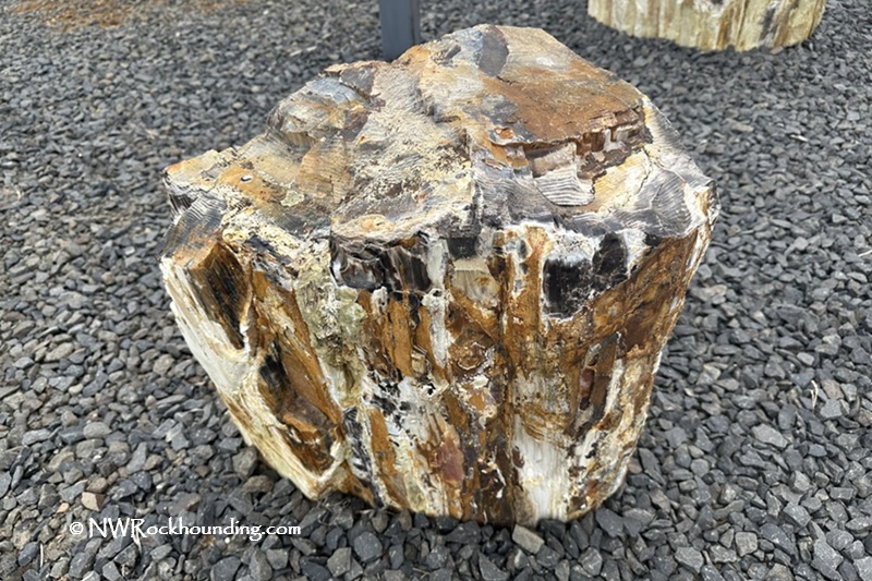 Ginkgo Petrified Forest State Park: A Must-Visit Fossil Forest: Several petrified logs are displayed on a gravel surface, with a scenic view of a river and distant hills under a clear blue sky, showcasing the natural beauty and geological significance of the area.