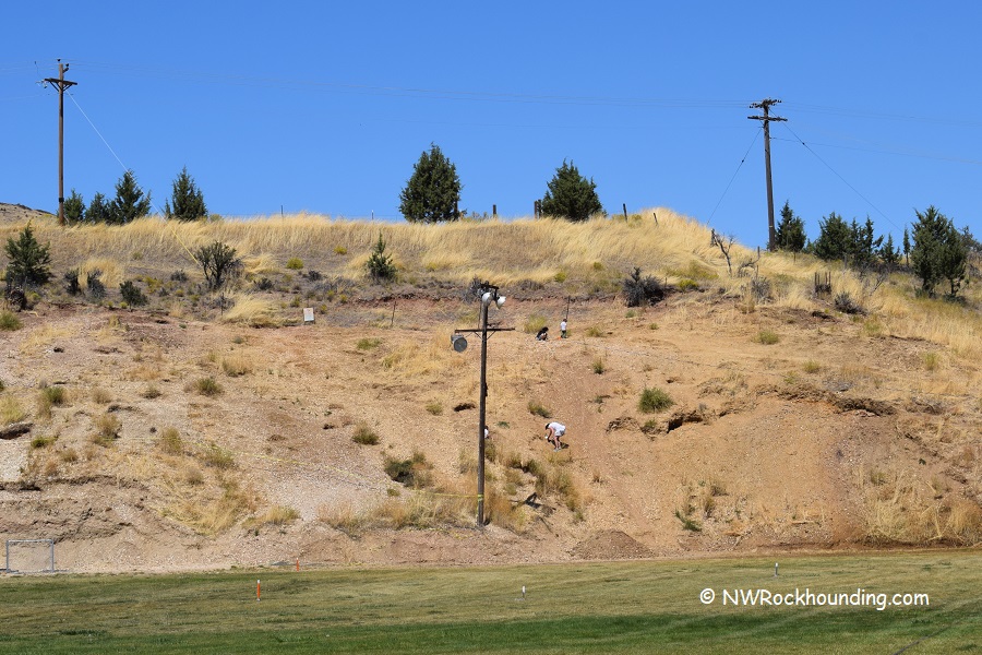 Wheeler High School Fossil Beds Rockhounding: The picture "Wheeler High School Fossil Beds Rockhounding hillside dig site" shows a dry, grassy hillside with several people digging for fossils on the slope, utility poles and scattered trees on top, and a grassy field at the bottom under a clear blue sky.