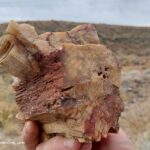 Saddle Mountains Petrified Wood