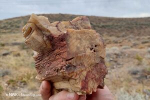 Saddle Mountains Petrified Wood