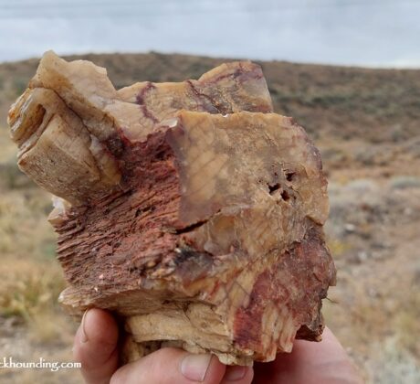 Saddle Mountains Petrified Wood
