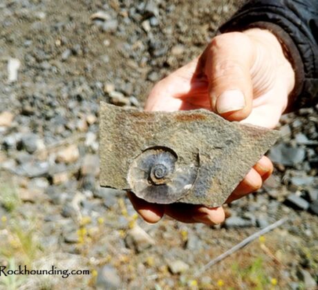 Delintmant Lake, Oregon - Ammonite Fossils