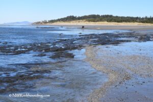 Ona Beach Rockhounding in Oregon: The picture "Ona Beach low tide rockhounding" shows a view of the sandy shoreline at low tide, with patches of exposed dark rocks and a person searching in the distance, backed by forested dunes and a clear blue sky.