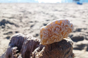 Taft Beach and Siletz Bay Rockhounding Area in Oregon: The picture "Taft Beach coral agate close-up" displays a close-up of a yellowish, textured coral agate resting on a piece of driftwood, with the sandy beach and sparkling water softly blurred in the background.