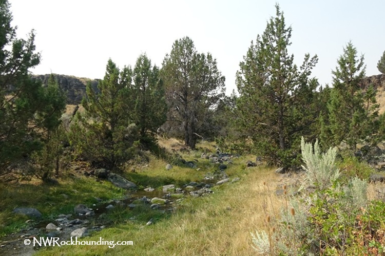 Stinkingwater Petrified Wood – Clear Creek Rockhounding in Eastern Oregon: The picture "Stinkingwater Petrified Wood – Clear Creek stream and juniper trees" shows a narrow stream bordered by green grass and scattered rocks, running through a grove of juniper trees with rocky hills in the background.
