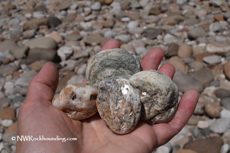 Selway River Rockhounding in Idaho: The picture "Selway River Rockhounding in Idaho – hand holding river rocks" shows a hand holding several rounded, polished river rocks with a background of more scattered stones covering the riverbank.