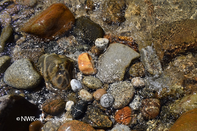 Selway River Rockhounding in Idaho: The picture "Selway River Rockhounding in Idaho – rocks in water" features a group of variously colored and textured stones partially submerged in shallow, clear river water with sunlight reflecting off the surface.