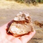Stinkingwater Petrified Wood – Clear Creek Rockhounding in Eastern Oregon: The picture "Stinkingwater Petrified Wood – Clear Creek hand holding petrified wood" features a close-up of a hand holding a rough piece of tan and reddish petrified wood, with a blurred dry landscape in the background.
