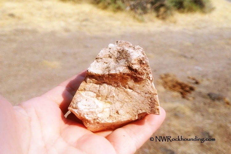 Stinkingwater Petrified Wood – Clear Creek Rockhounding in Eastern Oregon: The picture "Stinkingwater Petrified Wood – Clear Creek hand holding petrified wood" features a close-up of a hand holding a rough piece of tan and reddish petrified wood, with a blurred dry landscape in the background.
