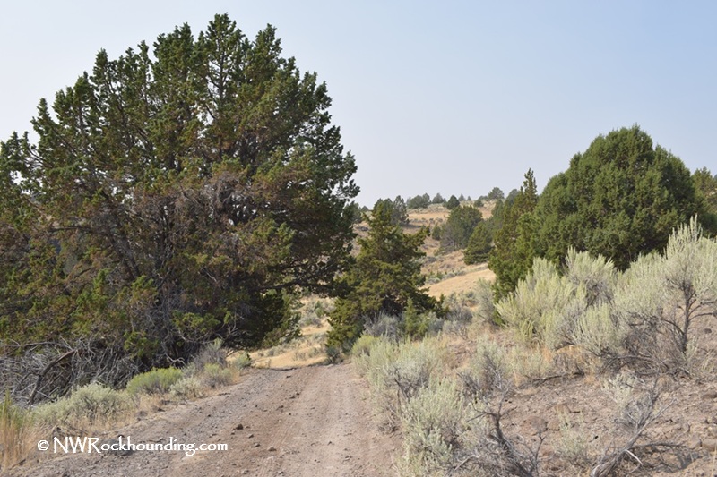 Stinkingwater Petrified Wood – Clear Creek Rockhounding in Eastern Oregon: The picture "Stinkingwater Petrified Wood – Clear Creek dirt road and sagebrush" features a winding dirt road lined with sagebrush and juniper trees, stretching through dry, rolling hills beneath a hazy sky.