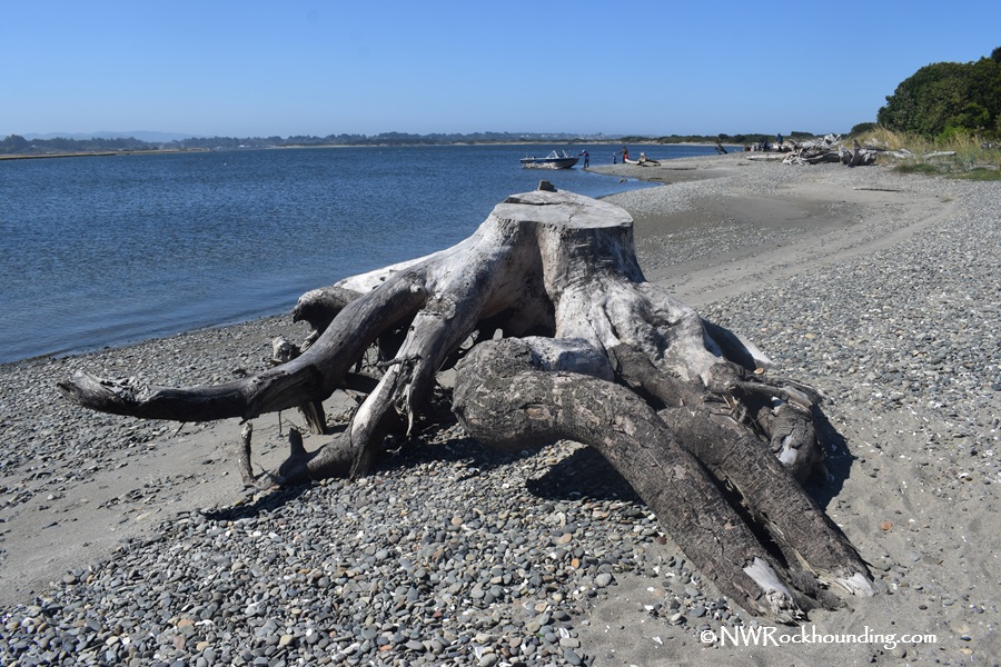 Bullard Beach Rockhounding - Treasures of Coquille River Mouth Gravel Bars in Oregon: The picture "Bullard Beach Rockhounding - Treasures of Coquille River Mouth Gravel Bars in Oregon – large driftwood stump on gravel and sand shoreline" shows a massive weathered driftwood stump with outstretched roots resting on a gravelly, sandy beach beside the calm river under a clear blue sky.
