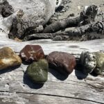 Bullard Beach Rockhounding, Oregon Coast - Treasures of Coquille River Mouth Gravel Bars in Oregon: The picture "Bullard Beach Rockhounding - Treasures of Coquille River Mouth Gravel Bars in Oregon – colorful rocks on driftwood" features five polished and colorful rocks, including green, brown, and white stones, arranged on a large piece of driftwood on the beach.