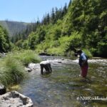 Cow Creek Gold Panning and Rockhounding in Oregon: The picture "Cow Creek Gold Panning and Rockhounding in Oregon – people panning in the creek" shows two people standing in the shallow water of a creek surrounded by lush green trees and hills, one person bending down to pan for gold.