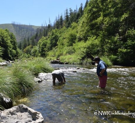 Cow Creek Gold Panning and Rockhounding in Oregon: The picture "Cow Creek Gold Panning and Rockhounding in Oregon – people panning in the creek" shows two people standing in the shallow water of a creek surrounded by lush green trees and hills, one person bending down to pan for gold.