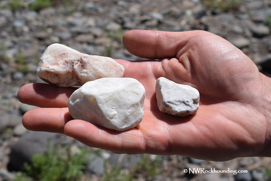 South Umpqua Rockhounding in Oregon: The picture "South Umpqua Rockhounding in Oregon – hand holding rough white quartz" depicts a person's hand holding three unpolished white quartz stones, with a riverbed of rocks and some sparse vegetation in the blurred background.