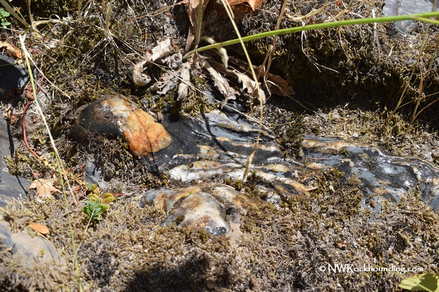South Umpqua Rockhounding in Oregon: The picture "South Umpqua Rockhounding in Oregon – in-place jasper vein" shows a natural vein of multicolored jasper embedded in dark rock and surrounded by moss, twigs, and dried vegetation on a riverbank.