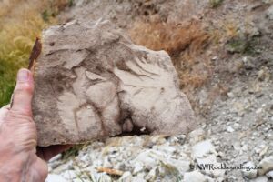 White Bird Fossil Site Rockhounding in Idaho: The picture "White Bird Fossil Site Rockhounding in Idaho – holding slab with fossil impressions" depicts a hand holding a large slab of sandstone showing faint leaf or plant fossil impressions, with rocky ground and dry grass in the background.