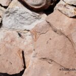 White Bird Fossil Site Rockhounding in Idaho: The picture "White Bird Fossil Site Rockhounding in Idaho – plant fossils in sedimentary rock" features a close-up view of tan sedimentary rocks with visible fossilized plant imprints stacked together in sunlight.