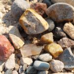 Yellowstone River Rockhounding in Montana: The picture "Yellowstone River Rockhounding in Montana – colorful rocks close up" features a close-up view of several colorful rocks, including yellow, red, and white pieces, lying among other pebbles on a sunlit gravel riverbank.