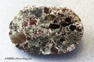 Quartzville Creek Rockhounding in Oregon - Volcanic Rocks, Quartz, and Gold Flakes: The picture "Quartzville Creek Rockhounding – polished conglomerate rock" displays a single oval conglomerate rock, where the surface reveals embedded dark red and brown mineral fragments within a gray matrix.
