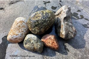 Quartzville Creek Rockhounding in Oregon - Volcanic Rocks, Quartz, and Gold Flakes: The picture "Quartzville Creek Rockhounding – assorted river rocks" shows a group of five variously colored and textured rocks, including greenish, cream, pink, and brown hues, displayed on a wet slab of stone.