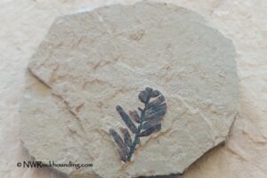 Stonerose Interpretive Center in Washington: The picture "Stonerose Interpretive Center small fossil branch in slab" displays a pale stone with a small, well-defined fossil branch and needle-like leaves, the dark fossil standing out against the light background.
