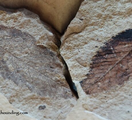 Stonerose Interpretive Center in Washington: The picture "Stonerose Interpretive Center two fossil leaves in rock" features a close-up of a light brown rock slab with two distinct, detailed fossilized leaves, their veins and shapes preserved in dark brown impressions.