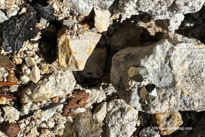 Boulder Creek Pyrite Rockhounding at Quartzville Creek Oregon: The picture "pyrite crystals in matrix close-up" shows metallic golden pyrite crystals embedded in a light gray, rough rock surrounded by a mix of small white and tan gravel, all illuminated by sunlight.