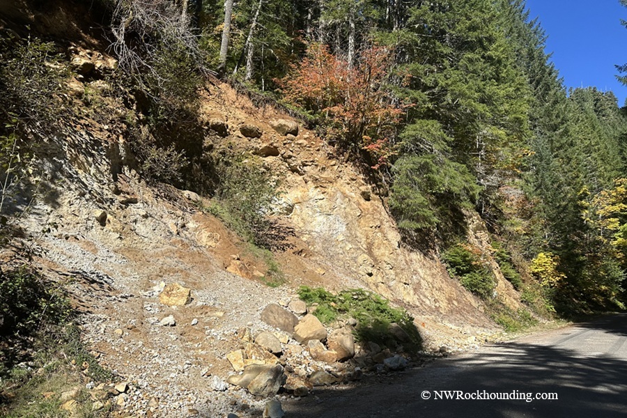 Boulder Creek Pyrite Rockhounding at Quartzville Creek Oregon: The picture "roadside pyrite-bearing outcrop" depicts a rocky, yellow and brown roadcut slope along a forest road, bordered by dense evergreen trees and patches of autumn foliage, a classic spot for mineral collecting.