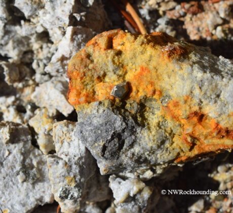 Boulder Creek Pyrite Rockhounding at Quartzville Creek Oregon: The picture "orange-stained quartz with pyrite cube" features a chunk of quartz rock streaked with orange and yellow iron staining, highlighting a small, shiny pyrite cubic crystal on its surface, set among other angular rock fragments.