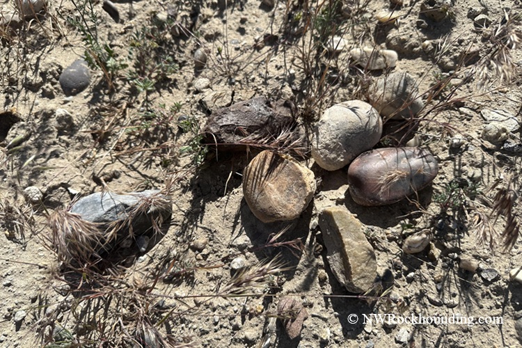 Bruneau River Canyon Rockhounding in Idaho: The picture "Bruneau River Canyon dry ground with mixed pebbles" depicts a patch of dusty, light-tan earth dotted with smooth, rounded pebbles and stones in different colors, surrounded by sparse grasses and tiny plants.