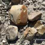 Bruneau River Canyon Rockhounding in Idaho: The picture "Bruneau River Canyon jasper and river rock fragments" shows several tan, brown, and yellow jasper and river rocks scattered on dry, sandy ground, highlighting their varied shapes and textures under bright sunlight.