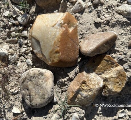 Bruneau River Canyon Rockhounding in Idaho: The picture "Bruneau River Canyon jasper and river rock fragments" shows several tan, brown, and yellow jasper and river rocks scattered on dry, sandy ground, highlighting their varied shapes and textures under bright sunlight.