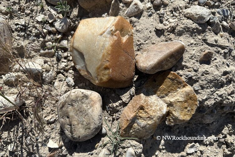 Bruneau River Canyon Rockhounding in Idaho: The picture "Bruneau River Canyon jasper and river rock fragments" shows several tan, brown, and yellow jasper and river rocks scattered on dry, sandy ground, highlighting their varied shapes and textures under bright sunlight.