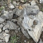 The China Hat Geological Site in Idaho: The picture "China Hat Geological Site quartzite rock fragments" shows a cluster of light gray and tan quartzite rocks on the ground, some displaying angular breaks and rough textures, surrounded by scattered green grass and smaller stones.