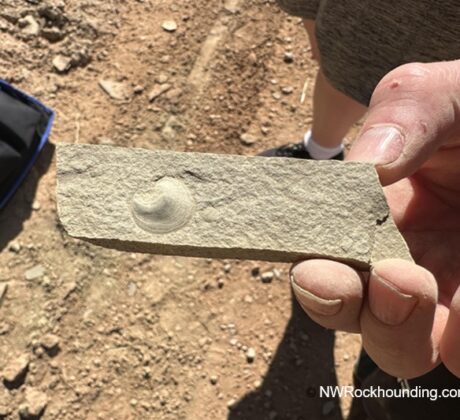 Paris Canyon Rockhounding in Idaho: The picture "Paris Canyon Rockhounding hand holding brachiopod fossil" features a person's hand holding a thin, rectangular rock slab with a prominent circular brachiopod fossil at its center, with the dusty ground and a bag in the blurry background.