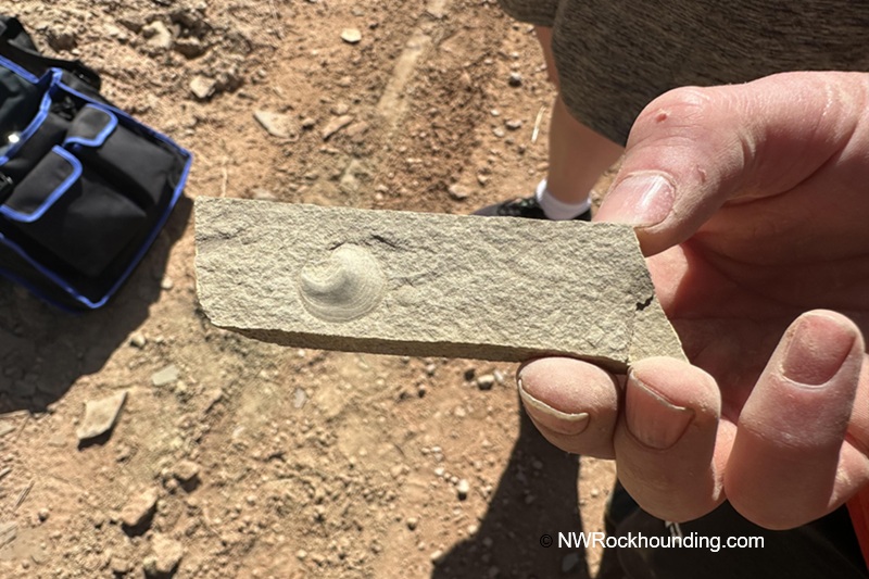 Paris Canyon Rockhounding in Idaho: The picture "Paris Canyon Rockhounding hand holding brachiopod fossil" features a person's hand holding a thin, rectangular rock slab with a prominent circular brachiopod fossil at its center, with the dusty ground and a bag in the blurry background.