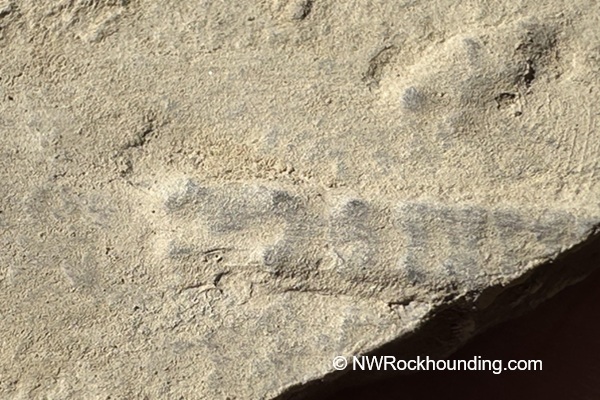 Paris Canyon Rockhounding in Idaho: The picture "Paris Canyon Rockhounding limestone fossil impression" shows a close-up of a rough beige limestone rock with faint, partially exposed fossil imprints, capturing delicate details of ancient life just visible on its textured surface.